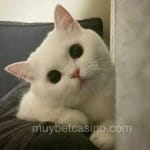 Avatar de Gustavo Salazar